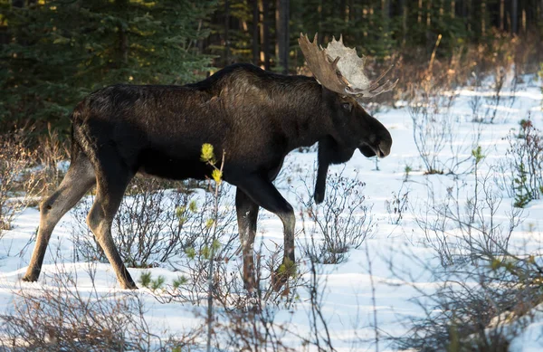 Dziki Łoś Natura Fauna — Zdjęcie stockowe