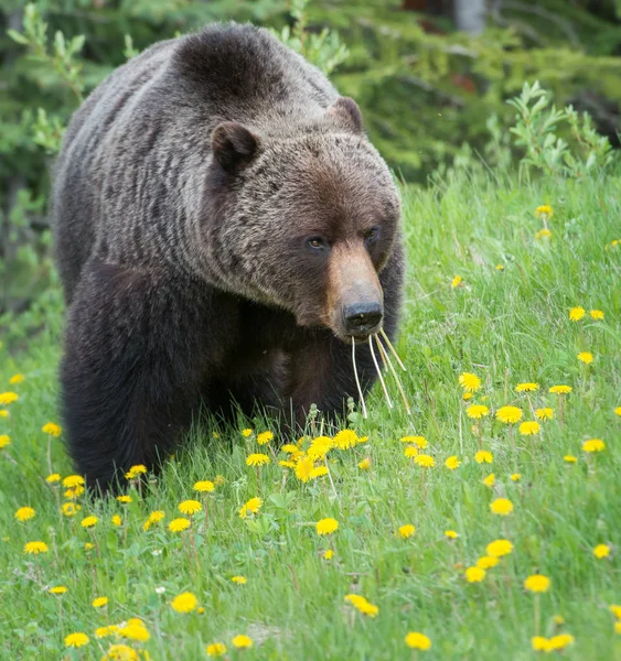 Oso Pardo Salvaje Naturaleza Fauna — Foto de Stock