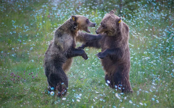 Dzikie Niedźwiedzie Grizzly Natura Fauna — Zdjęcie stockowe