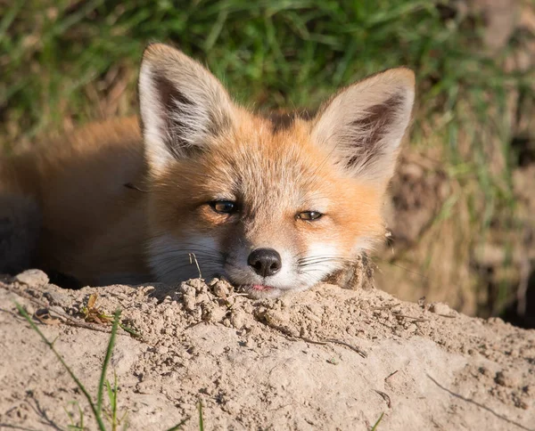 Raposa Vermelha Animal Natureza Fauna — Fotografia de Stock