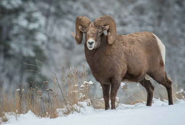 イエローストーン公園ワイオミング冬雪ビッグホーン羊 ストック写真 C Pictureguy