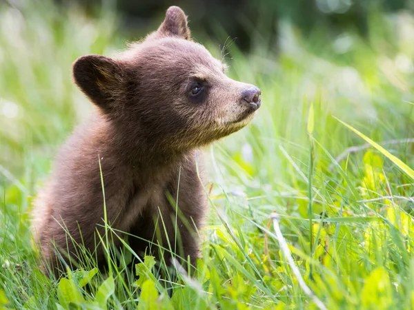 Oso Negro Salvaje Naturaleza Fauna — Foto de Stock