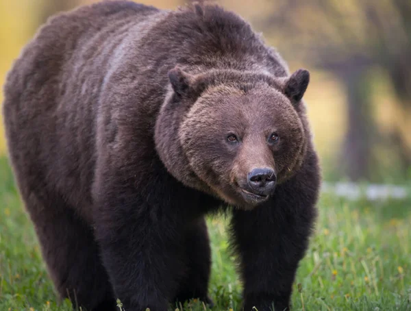 Dziki Niedźwiedź Grizzly Natura Fauna — Zdjęcie stockowe