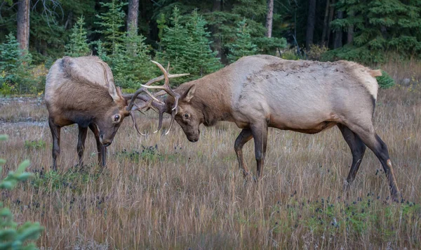 Wilde Stieren Elfen Natuur Fauna — Stockfoto