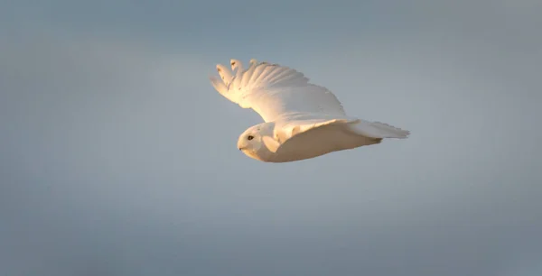 Dzika Sowa Ptaszyno Natura Fauna — Zdjęcie stockowe