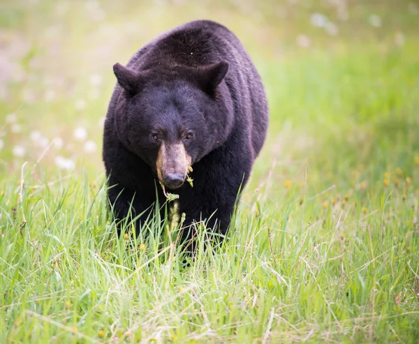 Orso nero — Foto Stock