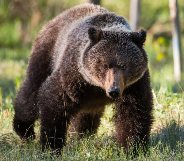 Divoký Medvěd Grizzly Příroda Fauna — Stock fotografie