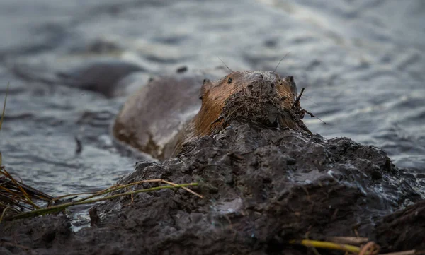 Castoro Natura Animale Natura Fauna — Foto Stock