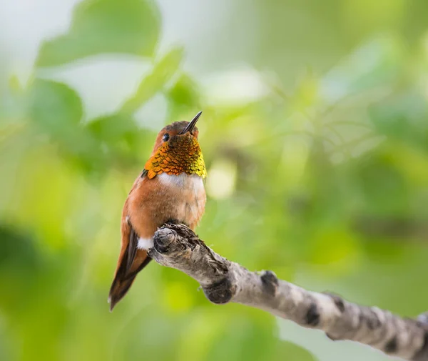 Hummingbirdin Wild Bird Nature Fauna — Stock Photo, Image