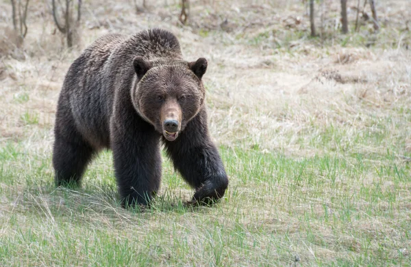 Dziki Niedźwiedź Grizzly Natura Fauna — Zdjęcie stockowe