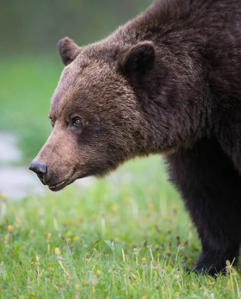 Oso Pardo Salvaje Naturaleza Fauna — Foto de Stock