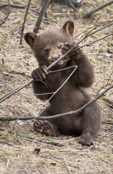 Oso Negro Salvaje Naturaleza Fauna —  Fotos de Stock