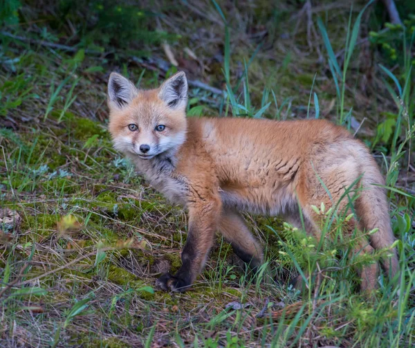 Zorro Rojo Animal Naturaleza Fauna — Foto de Stock