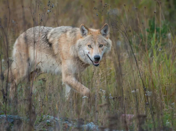 Wilk Dziczy Zwierzę Natura Fauna — Zdjęcie stockowe