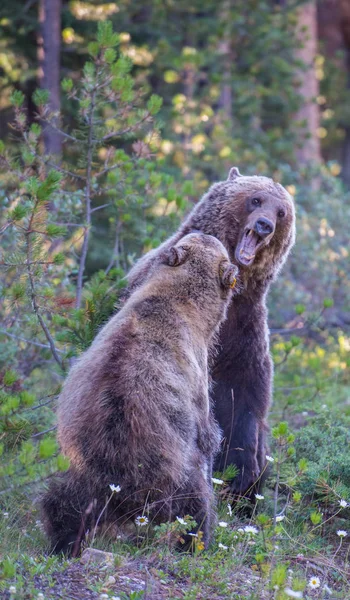 Ursos Pardos Selvagens Natureza Fauna — Fotografia de Stock