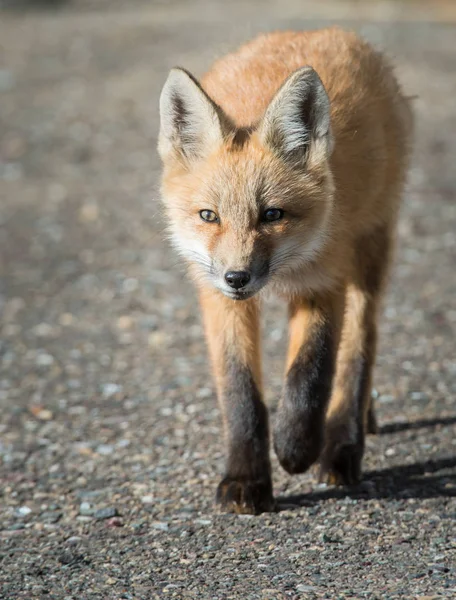 Czerwony Lis Zwierzę Natura Fauna — Zdjęcie stockowe