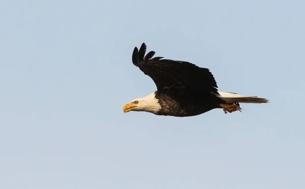 Adler Freier Wildbahn Vogel Natur Fauna — Stockfoto