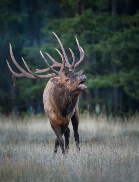 Elk Banteng Liar Alam Fauna — Stok Foto