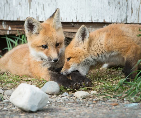 Červené Lišky Zvířata Příroda Fauna — Stock fotografie