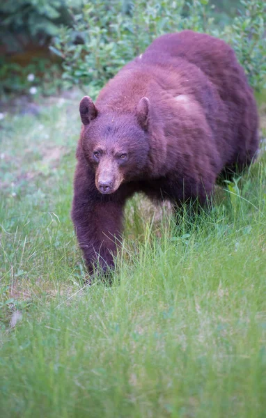 Vahşi Kara Ayı Doğa Fauna — Stok fotoğraf