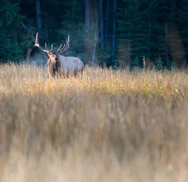 Elch Freier Wildbahn Tier Natur Fauna — Stockfoto