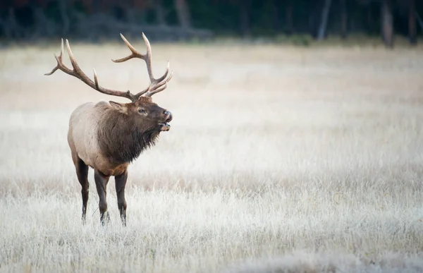 Elk Wild Animal Nature Fauna — 스톡 사진