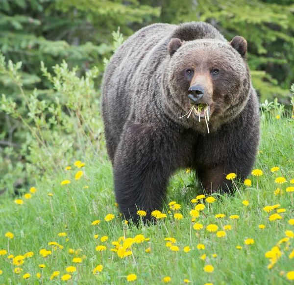 Divoký Medvěd Grizzly Příroda Fauna — Stock fotografie