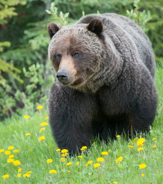 Divoký Medvěd Grizzly Příroda Fauna — Stock fotografie