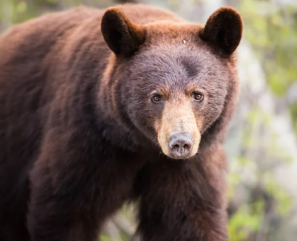 Гімалайський ведмідь — стокове фото