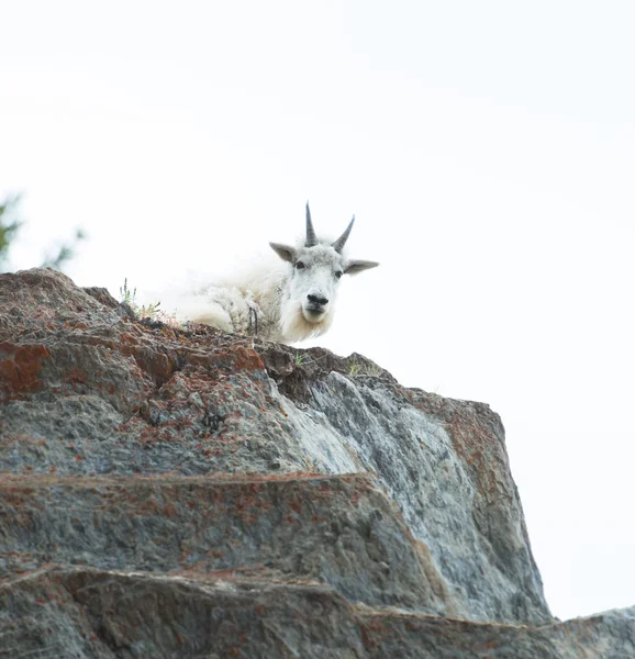 Cabra Montanha Animal Natureza Fauna — Fotografia de Stock