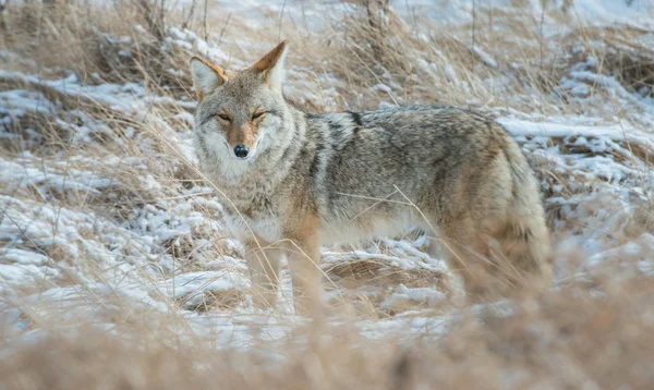 Coyote Het Wild Natuur Fauna — Stockfoto