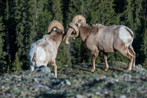 Wilde Bighorns Rammen Dieren Natuur Fauna — Stockfoto