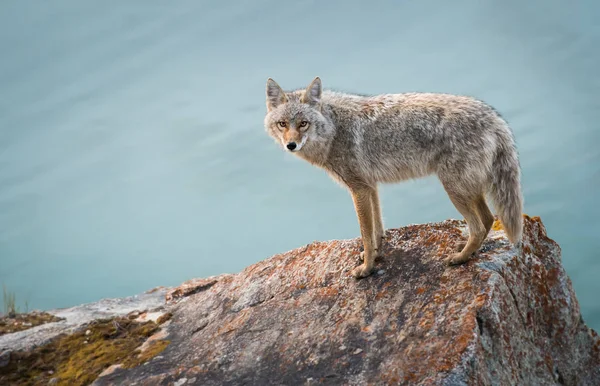 Coyote Estado Salvaje Naturaleza Fauna —  Fotos de Stock