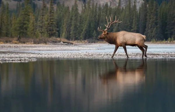 Elk in wild, animal. Nature, fauna
