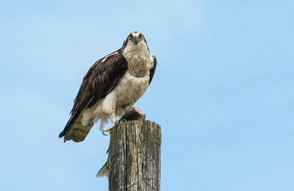 Vogel Freier Wildbahn Tier Natur Fauna — Stockfoto