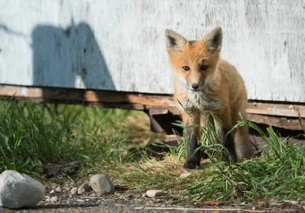 Raposa Vermelha Animal Natureza Fauna — Fotografia de Stock