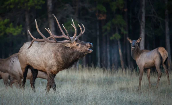 Alces Toros Salvajes Naturaleza Fauna —  Fotos de Stock