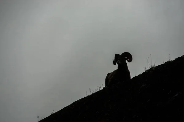 Carnero Salvaje Animal Naturaleza Fauna — Foto de Stock