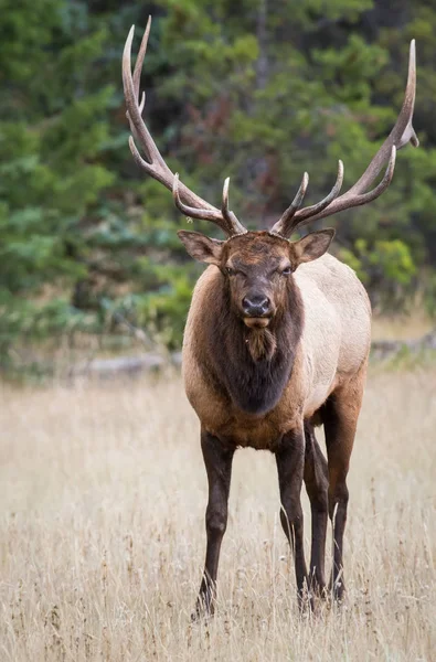 Elk Wild Animal Nature Fauna — Stock Photo, Image