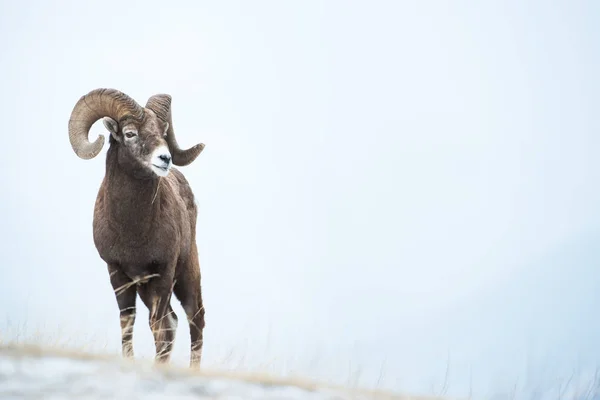 Wilder Dickhornbock Tier Natur Fauna — Stockfoto
