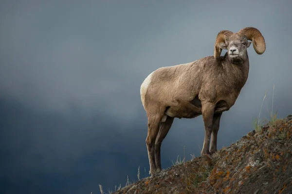 Wilde Bighorn Ram Dier Natuur Fauna — Stockfoto