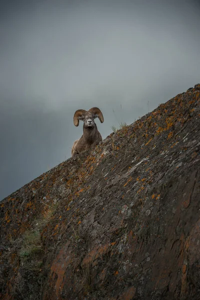 Wild Bighorn Ram Animal Nature Fauna — 스톡 사진