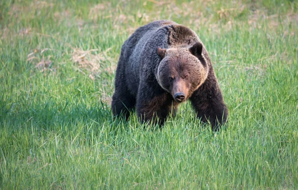 Vahşi Boz Ayı Doğa Fauna — Stok fotoğraf