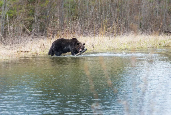 Divoký Medvěd Grizzly Příroda Fauna — Stock fotografie