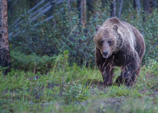 Urso Pardo Selvagem Natureza Fauna — Fotografia de Stock