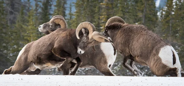 Ovejas Bighorn Carneros Naturaleza Fauna — Foto de Stock