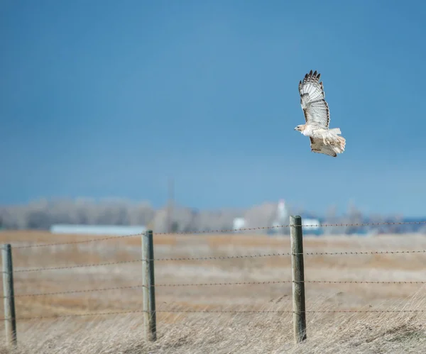 Faune Faucon Oiseau Nature Faune — Photo