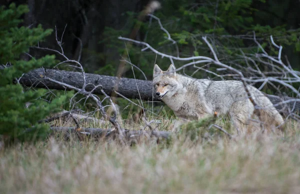 Coyote Het Wild Natuur Fauna — Stockfoto