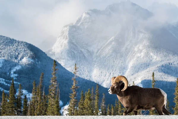 Bighorn Sheep Ram Natureza Fauna — Fotografia de Stock