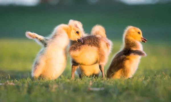 Gansos Canadá Estado Salvaje Pájaros Naturaleza Fauna —  Fotos de Stock